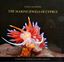 Picture of THE MARINE JEWELS OF CYPRUS by SAKIS LAZARIDES (SOFTCOVER EDITION)